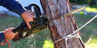 Best Tree Maintenance Programs  in Moweaqua, IL